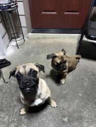 Found/Stray Unknown Dog last seen Has been seen laying on street, Nashville, TN 37211