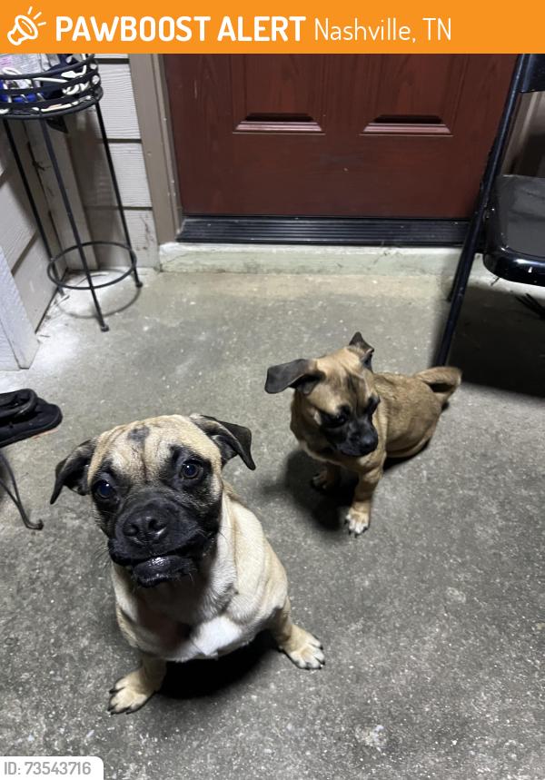 Found/Stray Unknown Dog last seen Has been seen laying on street, Nashville, TN 37211