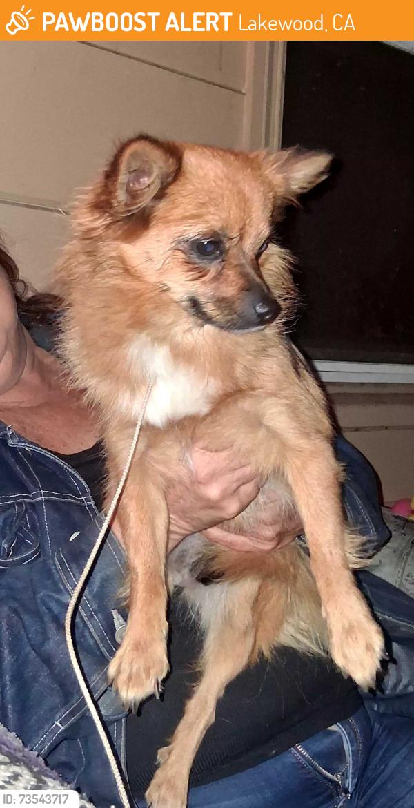 Found/Stray Female Dog last seen Downey, Lakewood, CA 90712