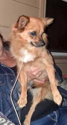 Found/Stray Female Dog last seen Downey, Lakewood, CA 90712