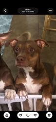 Reunited Male Dog last seen Heather and greenway, Henderson, NV 89002