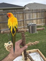 Lost Female Bird last seen Near Brody Lane, Georgetown Texas 78626, Georgetown, TX 78626