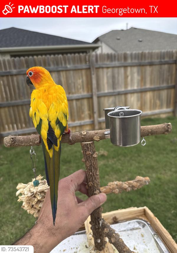 Lost Female Bird last seen Near Brody Lane, Georgetown Texas 78626, Georgetown, TX 78626