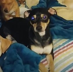 Reunited Male Dog last seen Massachusetts y 8st, Beaumont, CA 92223