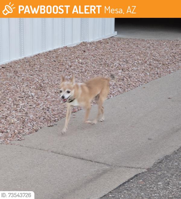 Found/Stray Unknown Dog last seen Mesa Dr/McKellips Rd, Mesa, AZ 85201