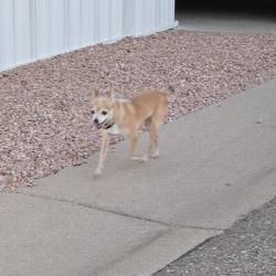 Found/Stray Unknown Dog last seen Mesa Dr/McKellips Rd, Mesa, AZ 85201