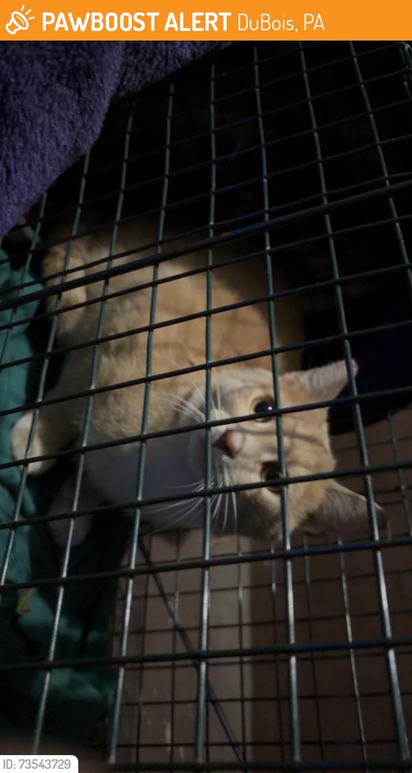Found/Stray Unknown Cat last seen West Weber Ave, DuBois, PA 15801
