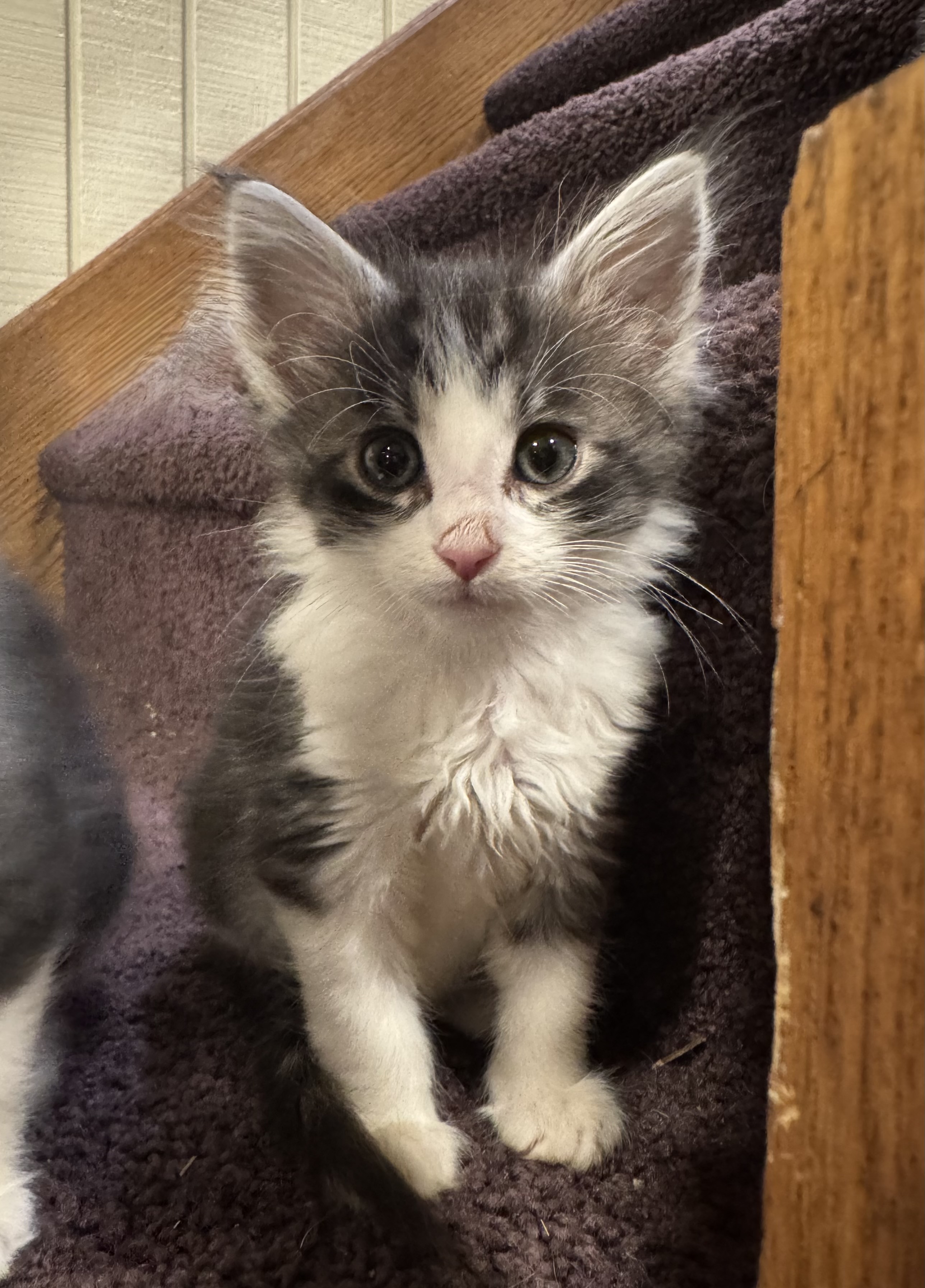 Shelter Stray Male Cat last seen Near W 2200 N, Layton, UT 84041, USA, 1422 E 600 N, Fruit Heights, UT 84037, USA