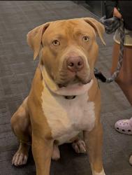 Lost Male Dog last seen Varna drive, Toronto, ON 