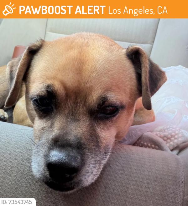 Found/Stray Male Dog last seen Crenshaw & MLK Jr., Los Angeles, CA 90008