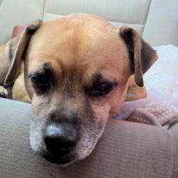 Found/Stray Male Dog last seen Crenshaw & MLK Jr., Los Angeles, CA 90008