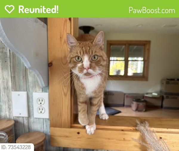 Reunited Male Cat last seen Becks road by Bear Beach, Maple, WI 54854