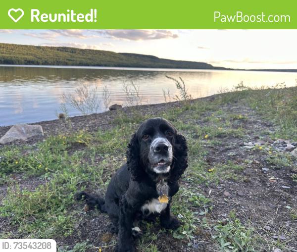 Reunited Female Dog last seen Becks Road by Bear Beach, Maple, WI 54854