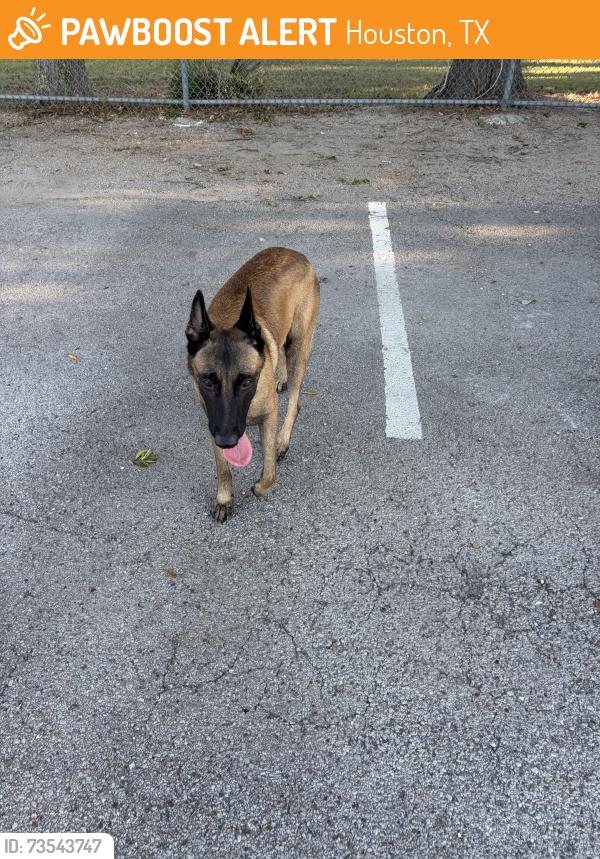 Found/Stray Male Dog last seen Cottonwood restaurant, Houston, TX 77018