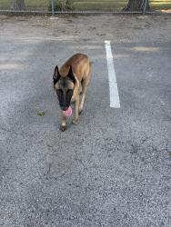 Found/Stray Male Dog last seen Cottonwood restaurant, Houston, TX 77018