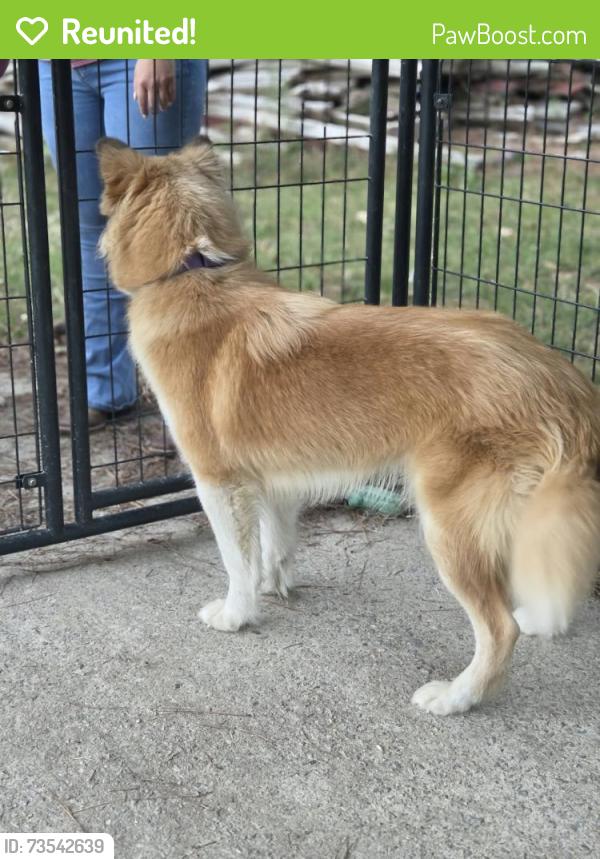 Reunited Female Dog last seen Nc 210, Benson, NC 27504