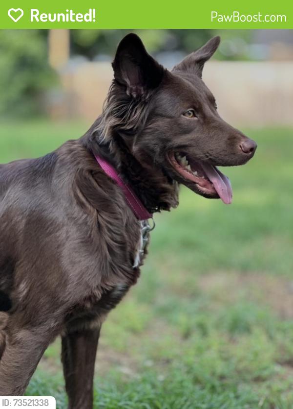 Reunited Female Dog last seen Near N Roosevelt Ave, Wichita, KS 67208, USA, Wichita, KS 67208
