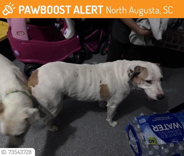 Found/Stray Male Dog last seen Blanchard Rd, North Augusta, North Augusta, SC 29841