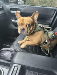 Lost Male Dog last seen Lone tree way, Antioch, CA 94509