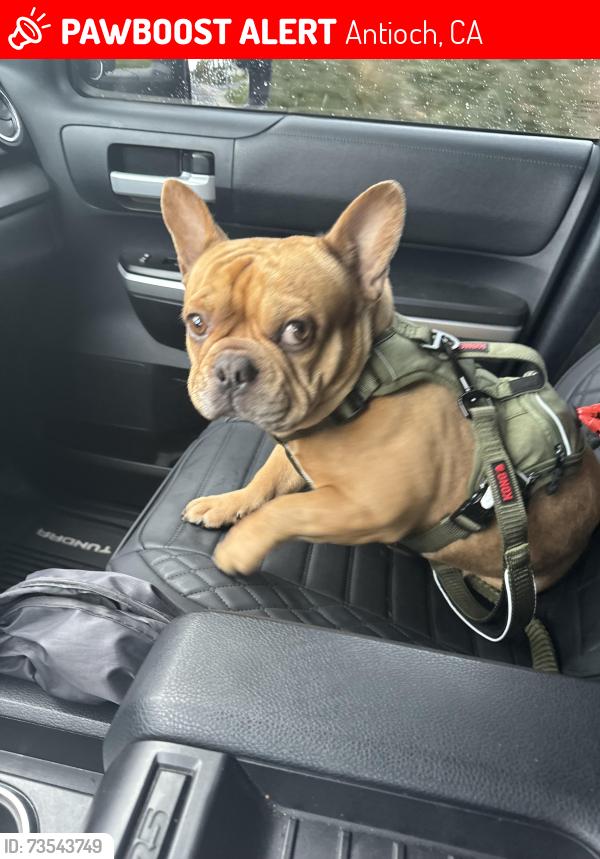 Lost Male Dog last seen Lone tree way, Antioch, CA 94509