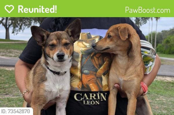 Reunited Male Dog last seen Near drive and Sul Ross Ave, Harlingen, TX 78550