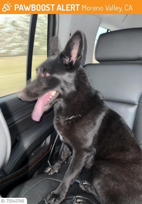 Found/Stray Female Dog last seen Cottonwood ave between Moreno beach and Redlands, Moreno Valley, CA 92553