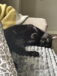 Lost Male Cat last seen S Wakefield and S Woodley, Arlington, VA 22206