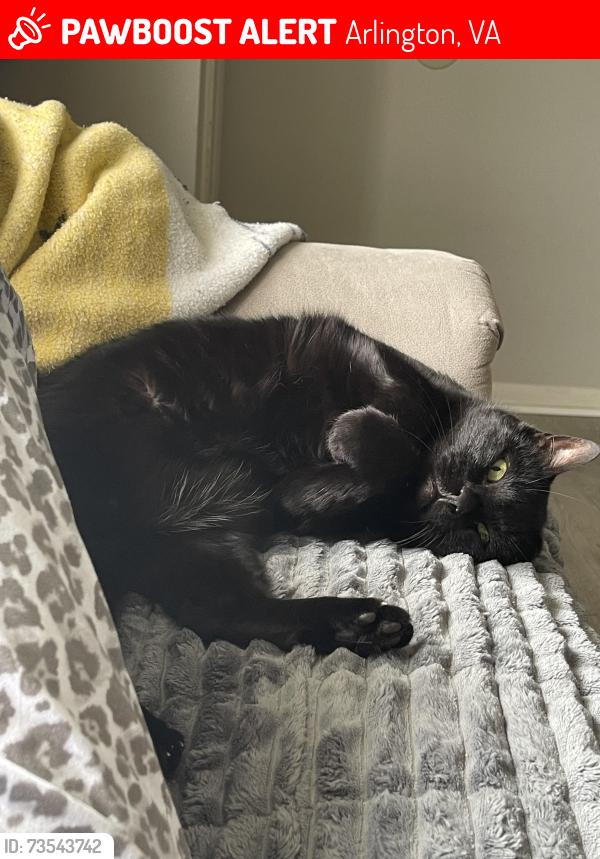 Lost Male Cat last seen S Wakefield and S Woodley, Arlington, VA 22206