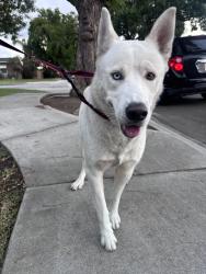 Reunited Male Dog last seen Greenleaf and Danbrook, Whittier, CA 90602