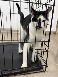 Reunited Unknown Cat last seen Ne 9th place Cape Coral FL, Cape Coral, FL 33909