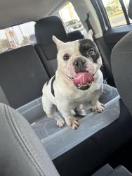Lost Female Dog last seen Por la casa 🏠, Baytown, TX 77520