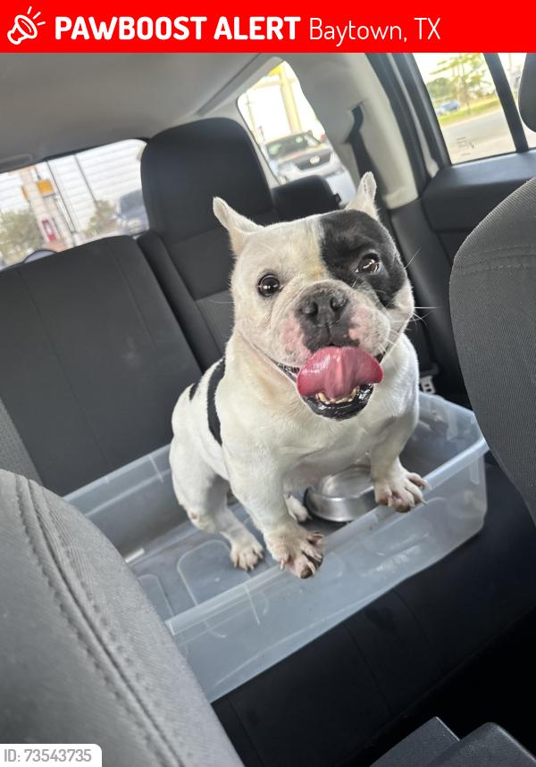 Lost Female Dog last seen Por la casa 🏠, Baytown, TX 77520