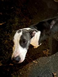 Reunited Female Dog last seen New Walkertown Rd and Harley Drive, Walkertown, NC 27051