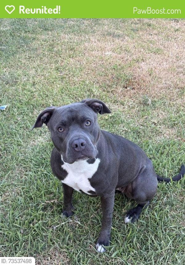 Reunited Female Dog last seen Near mason ln waxahachie tx, Waxahachie, TX 75167