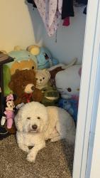 Lost Male Dog last seen Top golf, Oklahoma City, OK 73120