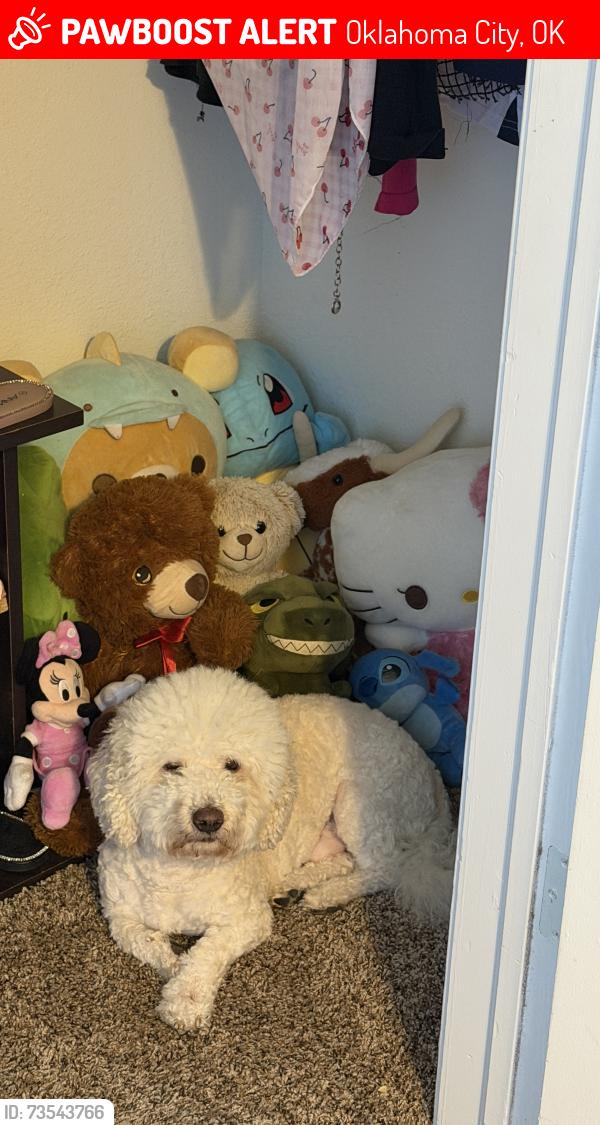 Lost Male Dog last seen Top golf, Oklahoma City, OK 73120