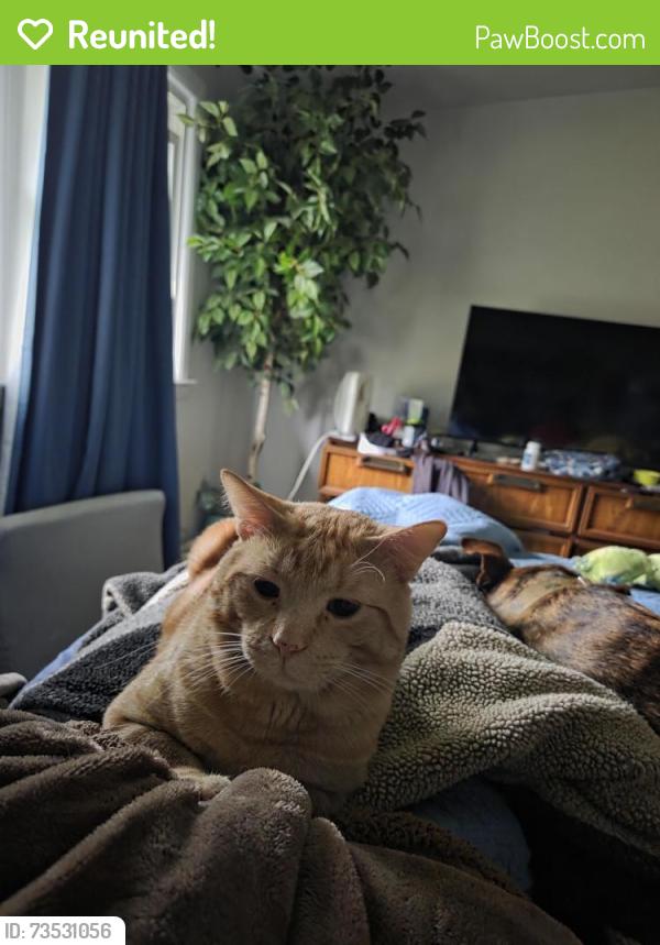Reunited Male Cat last seen Fernwood, Godfrey, Niskayuna, NY 12309