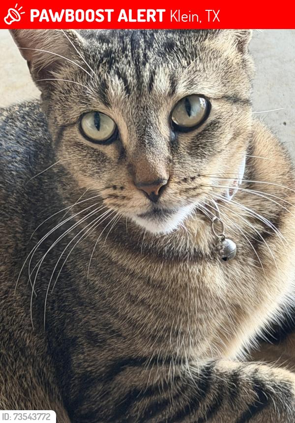 Lost Female Cat last seen Forest ridge neighborhood, Klein, TX 77389