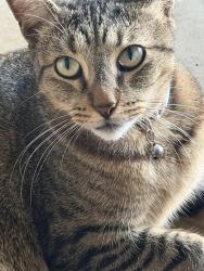 Lost Female Cat last seen Forest ridge neighborhood, Klein, TX 77389