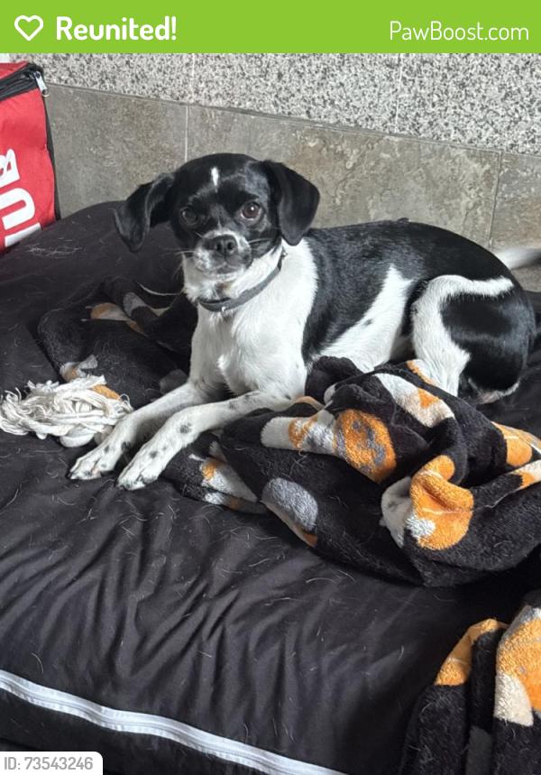 Reunited Female Dog last seen Canoga Park, Los Angeles, CA, USA, Los Angeles, CA 91303