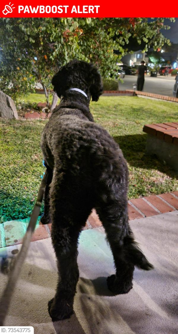 Lost Male Dog last seen Shadow Oaks and Gemini, South San Jose Hills, CA 91792