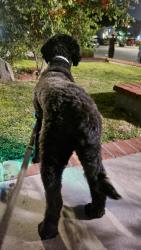 Lost Male Dog last seen Shadow Oaks and Gemini, South San Jose Hills, CA 91792