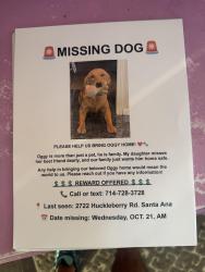 Lost Male Dog last seen Near and Fairview, Santa Ana, CA 92706