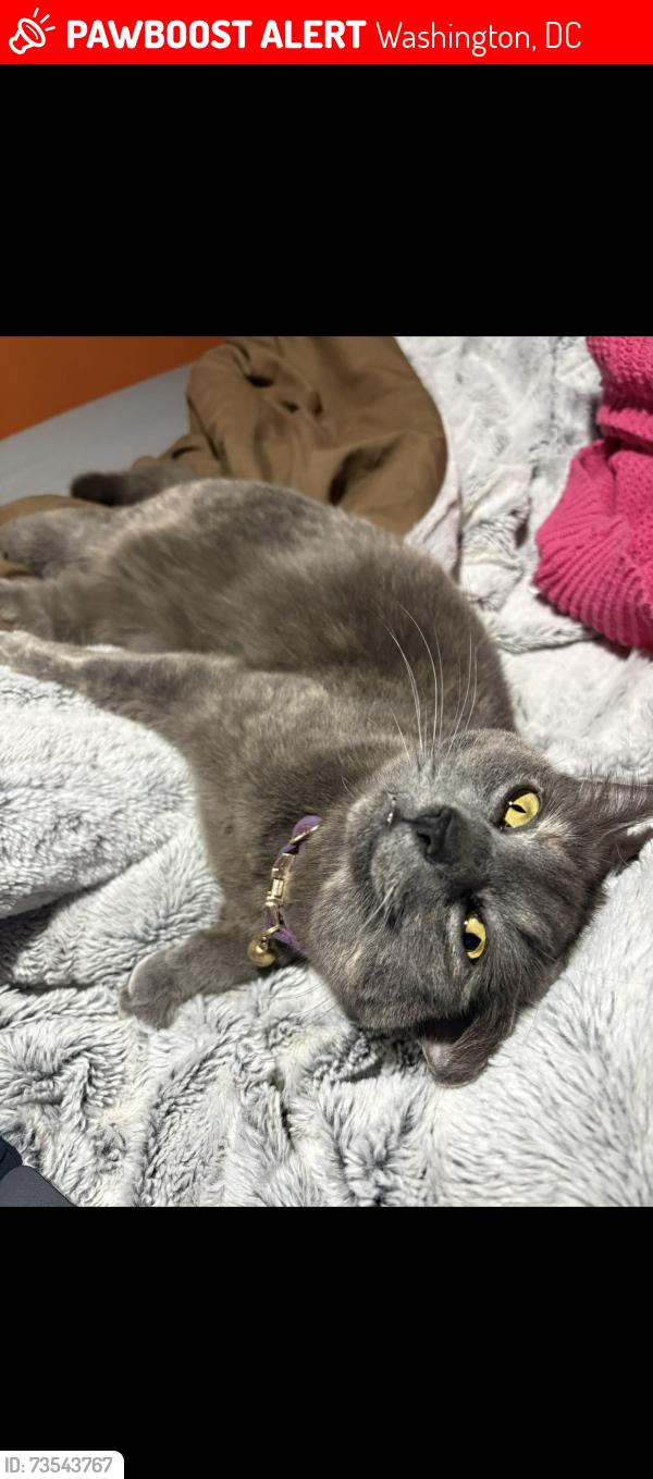 Lost Female Cat last seen 3rd street, Washington, DC 20011
