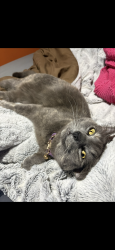 Lost Female Cat last seen 3rd street, Washington, DC 20011