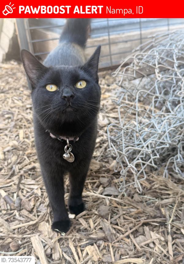 Lost Female Cat last seen Happy Valley, Nampa, ID 83687