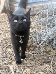 Lost Female Cat last seen Happy Valley, Nampa, ID 83687