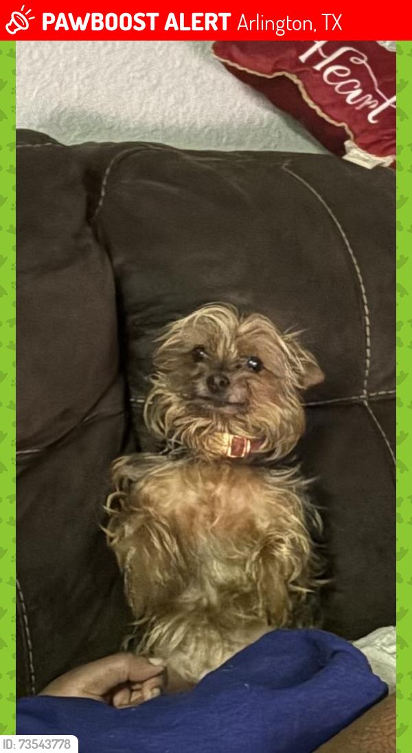 Lost Female Dog last seen Gillon and Tin Cup, Arlington, TX 76001