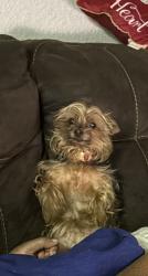 Lost Female Dog last seen Gillon and Tin Cup, Arlington, TX 76001