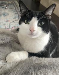 Reunited Male Cat last seen Canterbury Dr and Tam o Shanter, Phoenix, AZ 85023